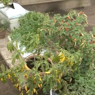 chili plante chili plante